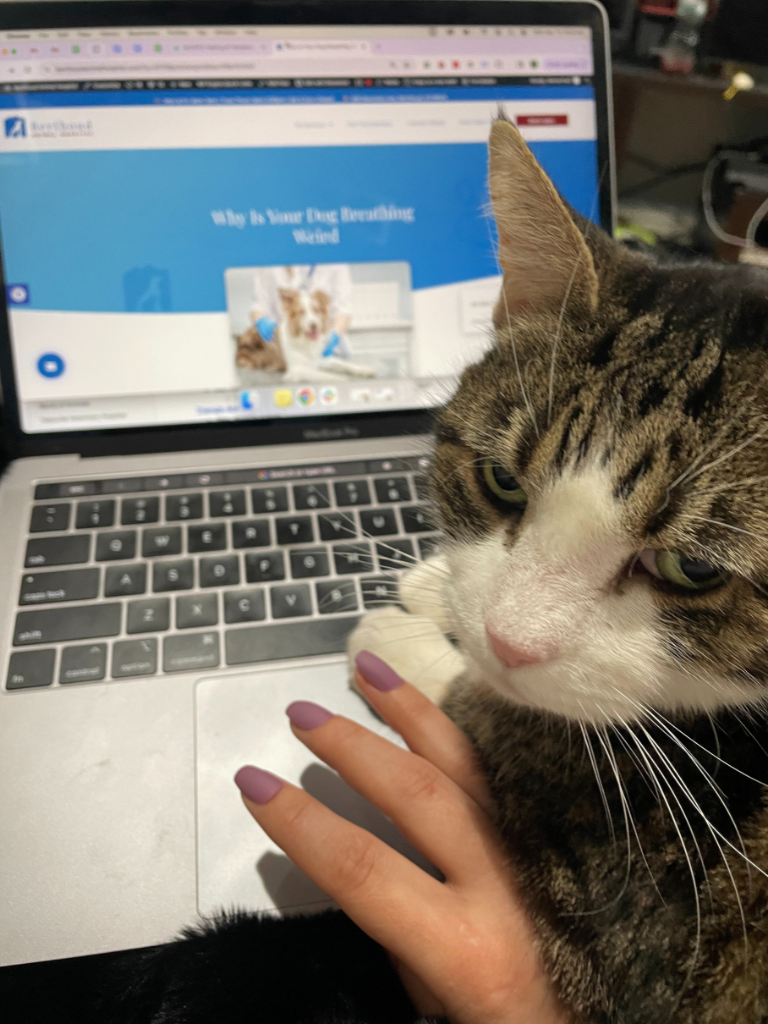 cat looking at the camera in front of a computer